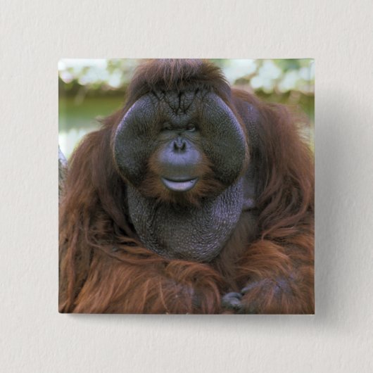 Orangutan Pongo Pygmaeus Button (Vorderseite)