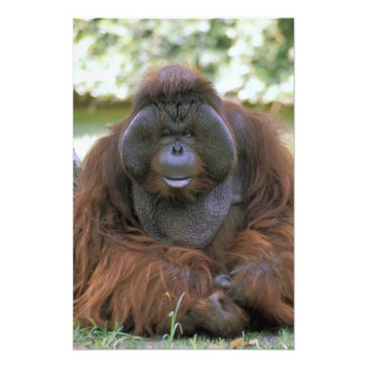 Orangutan Pongo Pygmaeus Fotodruck (Vorne)