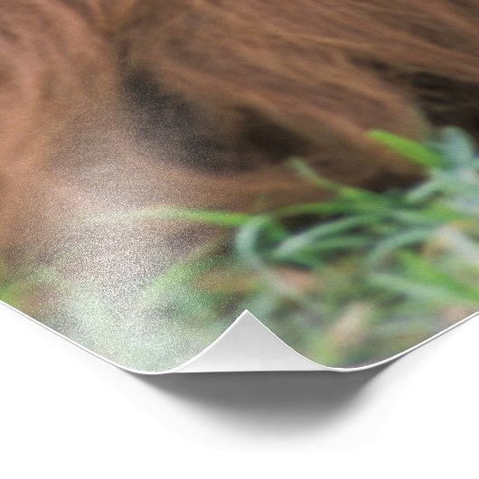 Orangutan Pongo Pygmaeus Fotodruck (Ecke)