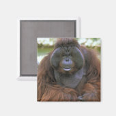 Orangutan Pongo Pygmaeus Magnet (Vorderseite/Rückseite)