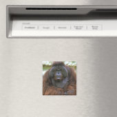 Orangutan Pongo Pygmaeus Magnet (In Situ (Geschirrspüler))