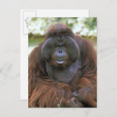 Orangutan Pongo Pygmaeus Postkarte (Vorne/Hinten)