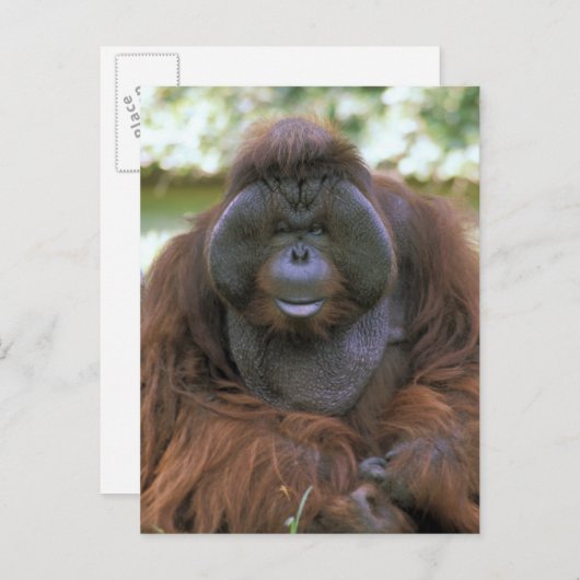 Orangutan Pongo Pygmaeus Postkarte (Vorne/Hinten)
