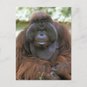 Orangutan Pongo Pygmaeus Postkarte (Vorderseite)