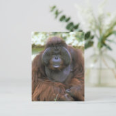 Orangutan Pongo Pygmaeus Postkarte (Stehend Vorderseite)