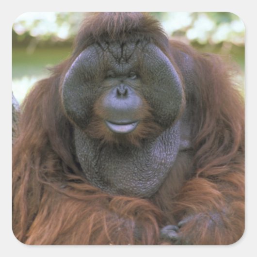 Orangutan Pongo Pygmaeus Quadratischer Aufkleber (Vorderseite)