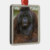 Orangutan Pongo Pygmaeus Silbernes Ornament (Rechts)