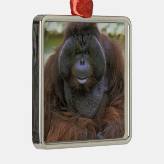 Orangutan Pongo Pygmaeus Silbernes Ornament (Rechts)