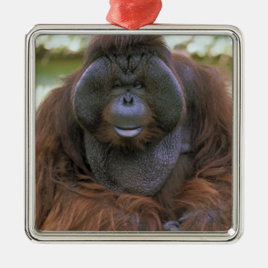Orangutan Pongo Pygmaeus Silbernes Ornament (Vorne)