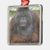 Orangutan Pongo Pygmaeus Silbernes Ornament (Links)