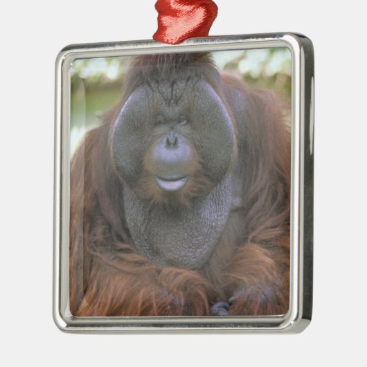 Orangutan Pongo Pygmaeus Silbernes Ornament (Links)