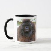 Orangutan Pongo Pygmaeus Tasse (Links)