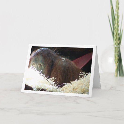 Orangutan Portrait Karte (Vorderseite)