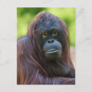 Orangutan Portrait Postkarte
