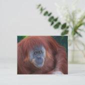Orangutan Postcard Postkarte (Stehend Vorderseite)
