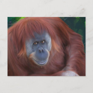 Orangutan Postcard Postkarte