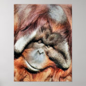 ORANGUTAN POSTER (Vorne)