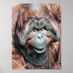 ORANGUTAN POSTER