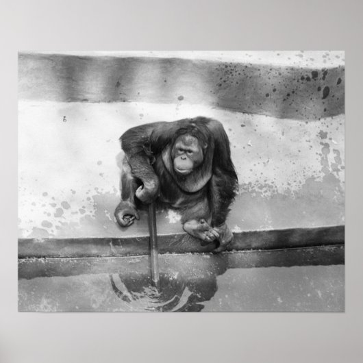 Orangutan Poster (Vorne)