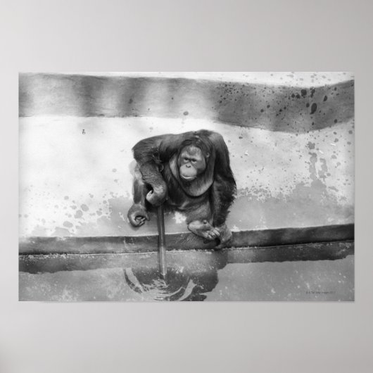 Orangutan Poster (Vorne)