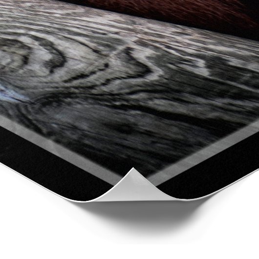 Orangutan Poster (Ecke)