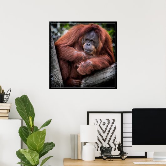 Orangutan Poster (Heimbüro)