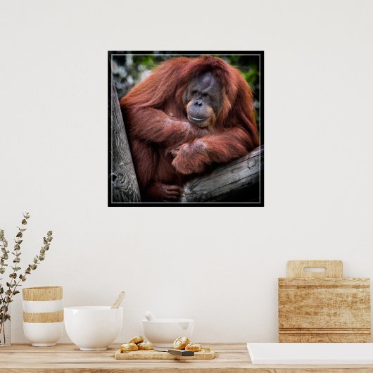Orangutan Poster (Küche)