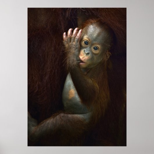Orangutan Poster (Vorne)