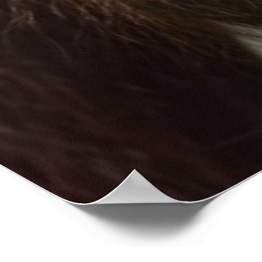 Orangutan Poster (Ecke)