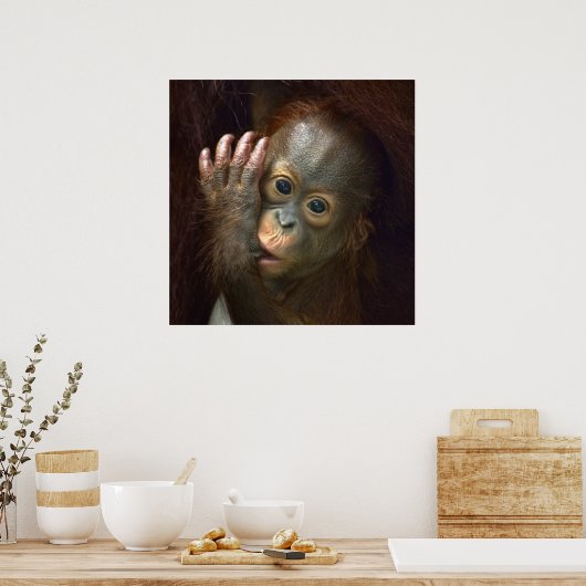 Orangutan Poster (Küche)