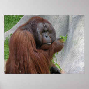 Orangutan Poster