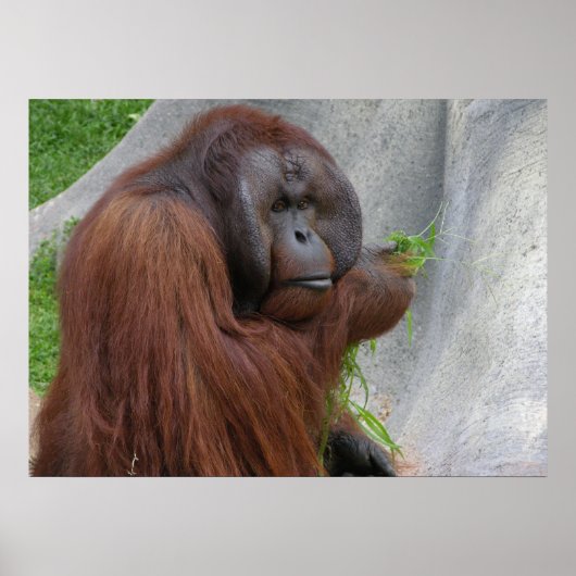 Orangutan Poster (Vorne)