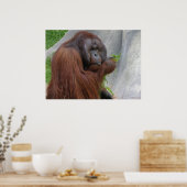 Orangutan Poster (Küche)