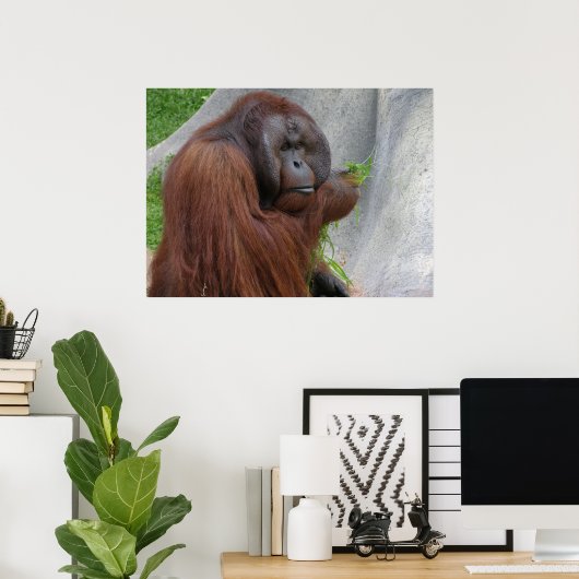 Orangutan Poster (Heimbüro)