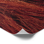 Orangutan Poster (Ecke)