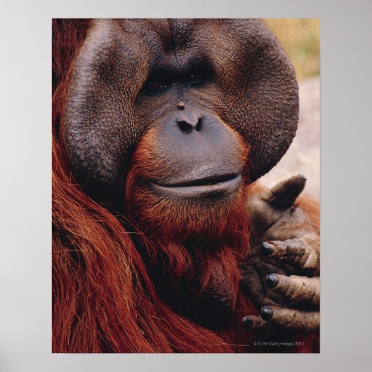 Orangutan Poster (Vorne)