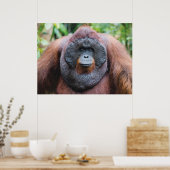 Orangutan-Poster Poster (Küche)