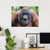 Orangutan-Poster Poster (Heimbüro)