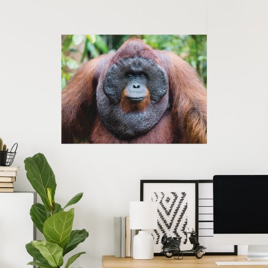 Orangutan-Poster Poster (Heimbüro)