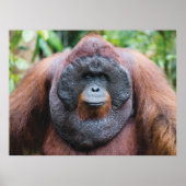 Orangutan-Poster Poster (Vorne)