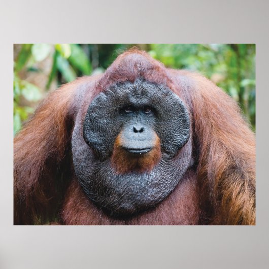 Orangutan-Poster Poster (Vorne)
