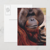 Orangutan Postkarte (Vorne/Hinten)