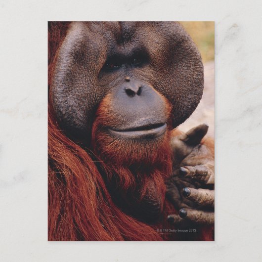 Orangutan Postkarte (Vorderseite)