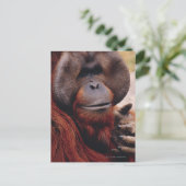 Orangutan Postkarte (Stehend Vorderseite)