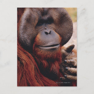 Orangutan Postkarte