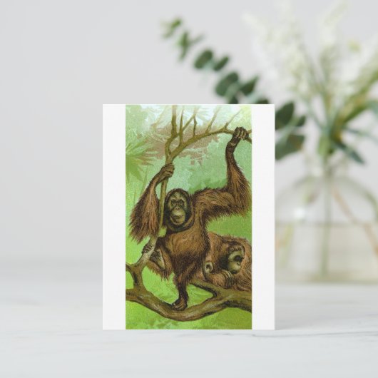 Orangutan Postkarte (Stehend Vorderseite)