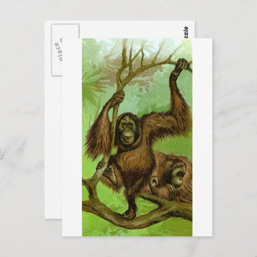 Orangutan Postkarte (Vorne/Hinten)