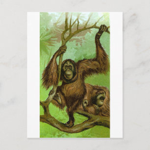 Orangutan Postkarte