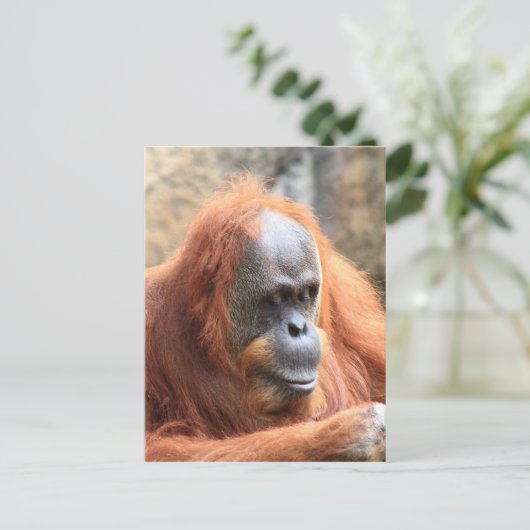 Orangutan Postkarte (Stehend Vorderseite)