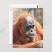 Orangutan Postkarte (Vorne/Hinten)